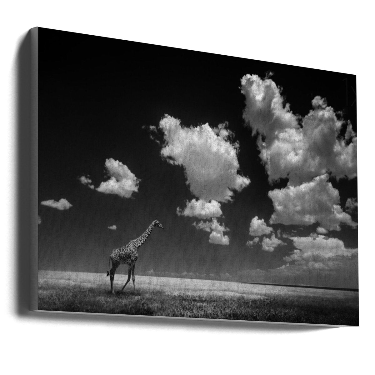 Giraffe - Gone with the Clouds Black & White Animal Photography Canvas Print Picture Wall Art - 1X299679 - Art Fever - Art Fever
