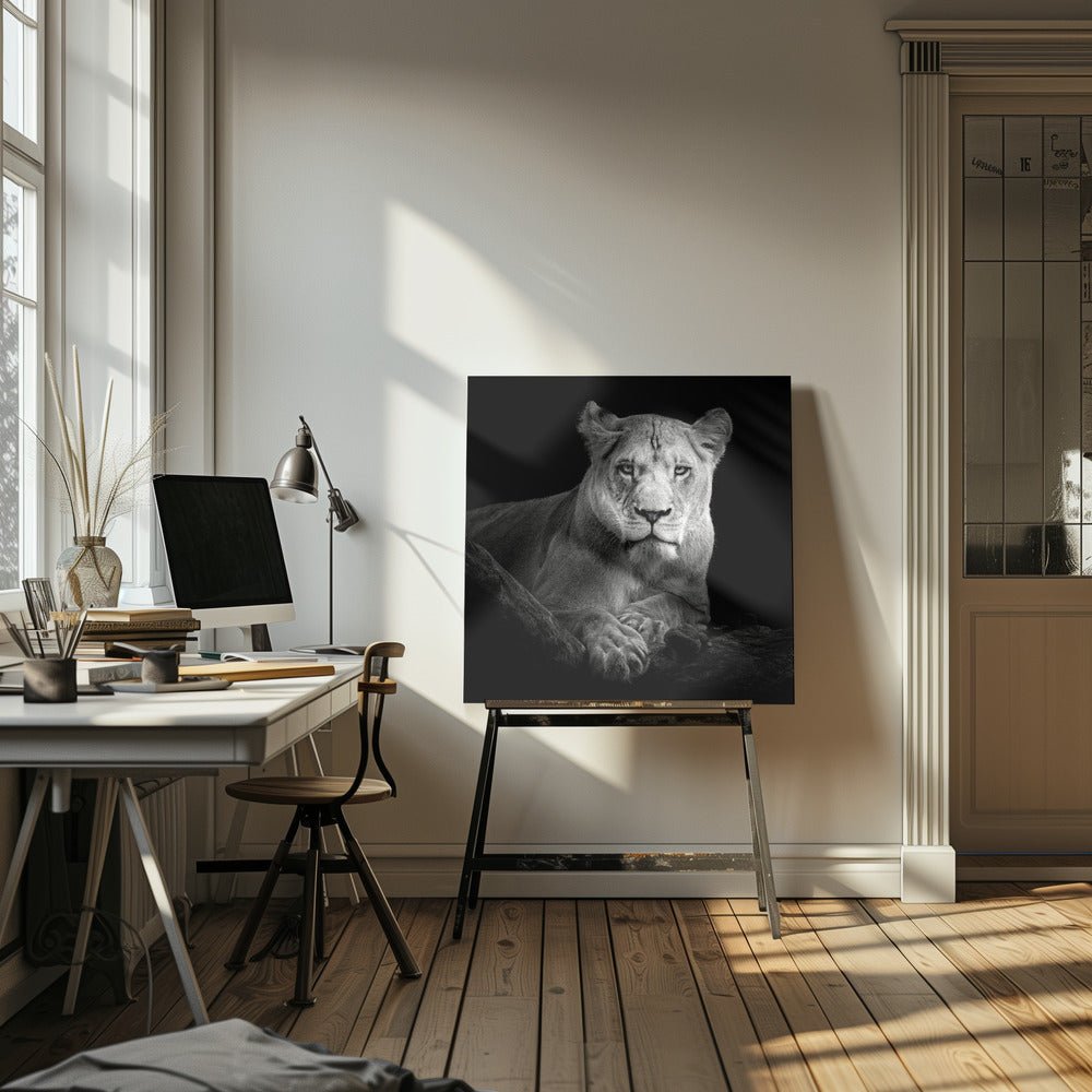 The Lioness Black & White Animal Photography Canvas Print Picture Wall Art - 1X2795806 - Art Fever - Art Fever