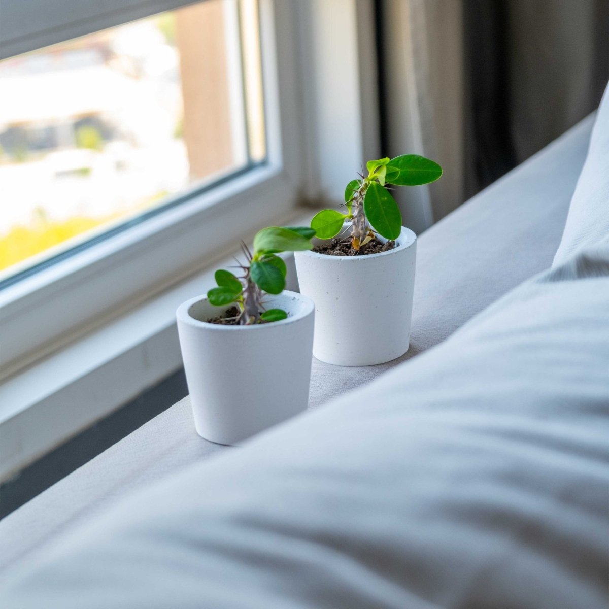 WHITE CONCRETE BLOSSOM POT - Gloria Home - Art Fever