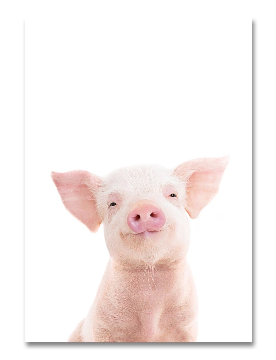 Baby Pig Peeking Piglet π· Canvas Print Picture Wall Art - 1X2402461 - Art Fever - Art Fever