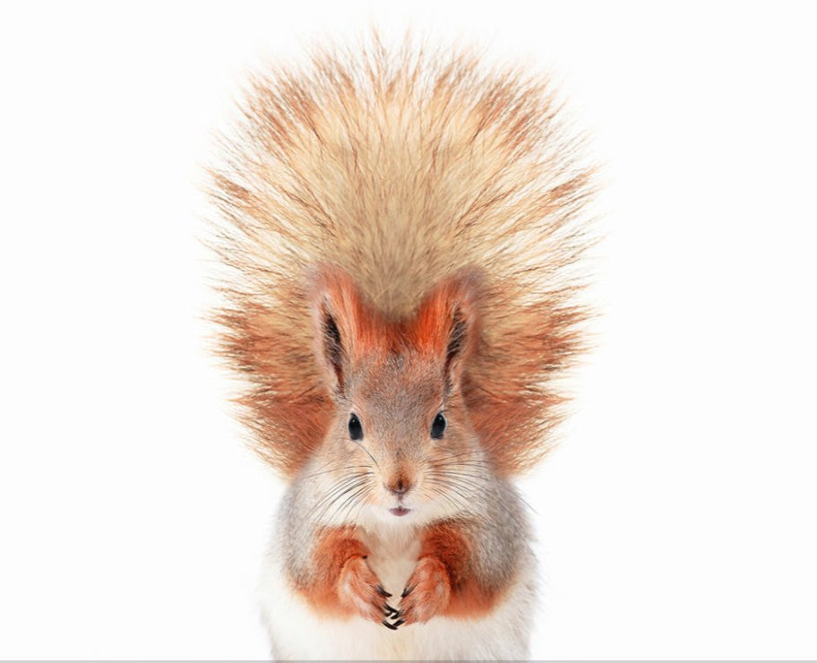 Baby Squirrel Peeking Animal Printed Picture Photo Roller Blind - 1X2402465 - Art Fever - Art Fever