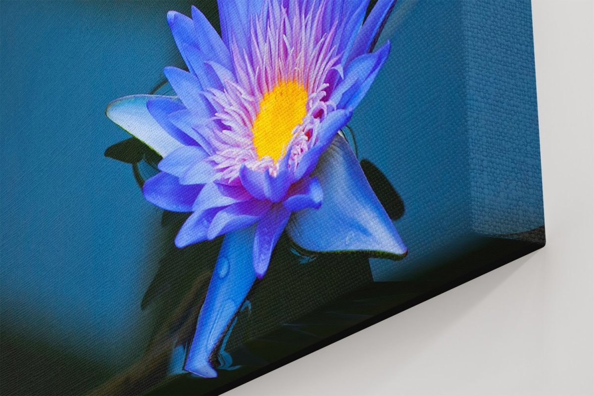 Beautiful Blue Water Lily In Kew Gardens London Printed Canvas Print Picture - SPC214 - Art Fever - Art Fever