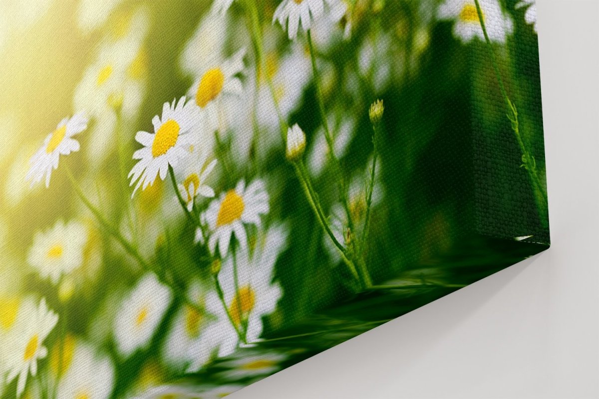 Blossom Field Sunset Floral Scene Canvas Print Picture - SPC257 - Art Fever - Art Fever