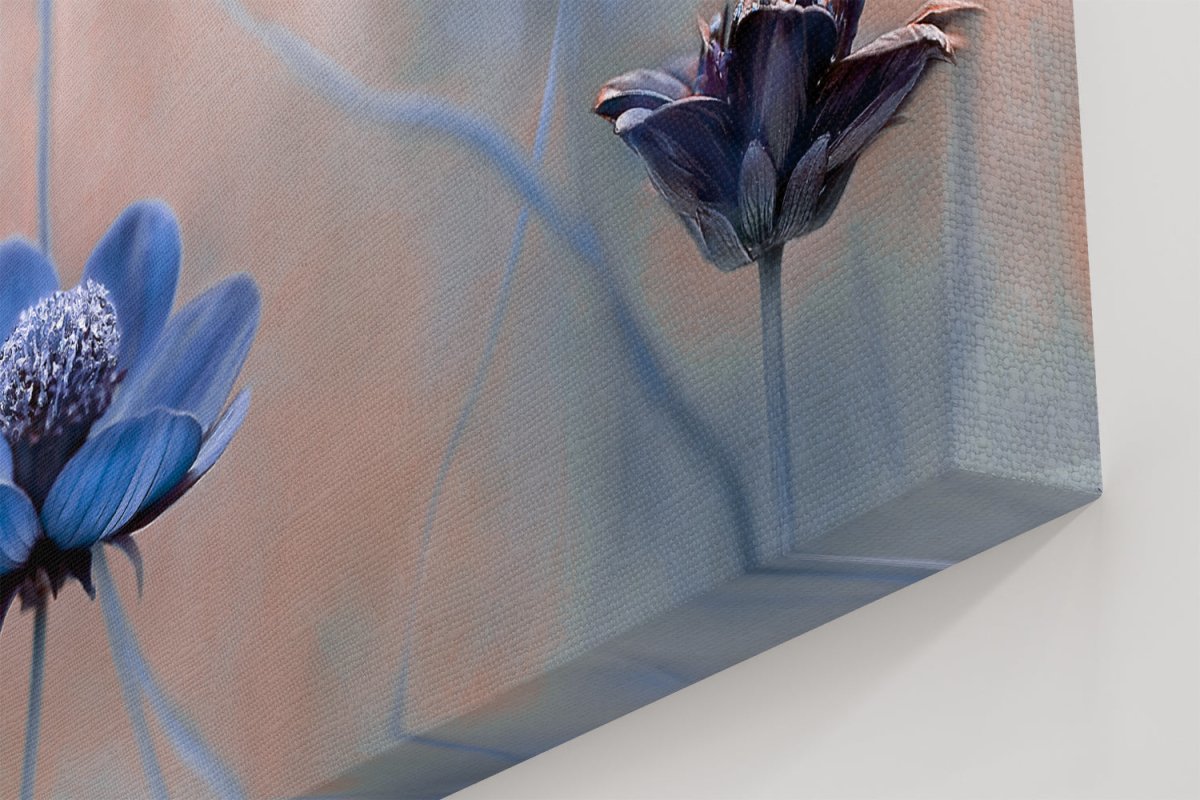 Cosmos blue Floral Close Up Canvas Print Wall Art - 1X861441 - Art Fever - Art Fever