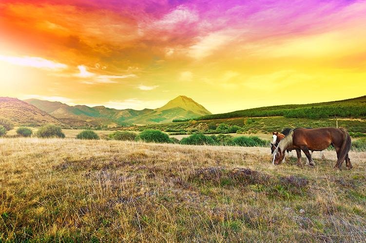 Horses Grazing on a Meadow Photo Picture Roller Blind - Art Fever - Art Fever