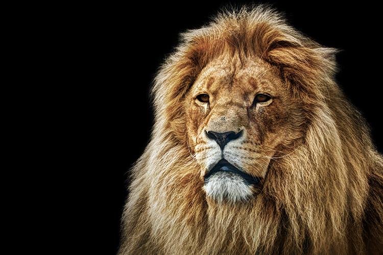 Lion Close up Printed Photo Roller Blind - Art Fever - Art Fever