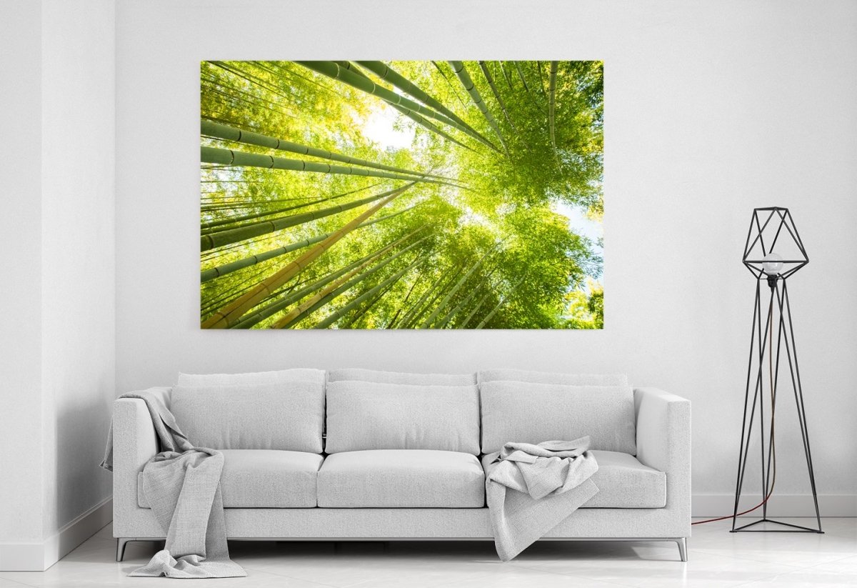Low Angle View Of Bamboo Forest Canvas Print Picture - SPC249 - Art Fever - Art Fever