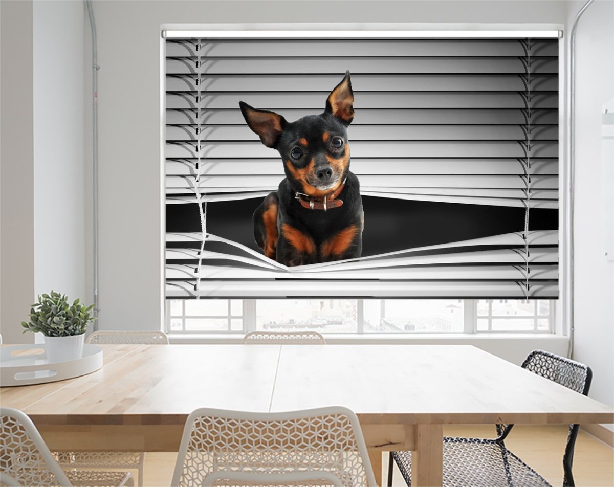 Miniature Pinscher Peeking through the blind Printed Picture Photo Roller Blind - RB1134 - Art Fever - Art Fever