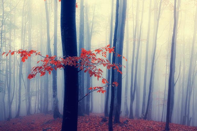 Misty Red Forest Printed Picture Photo Roller Blind - Art Fever - Art Fever