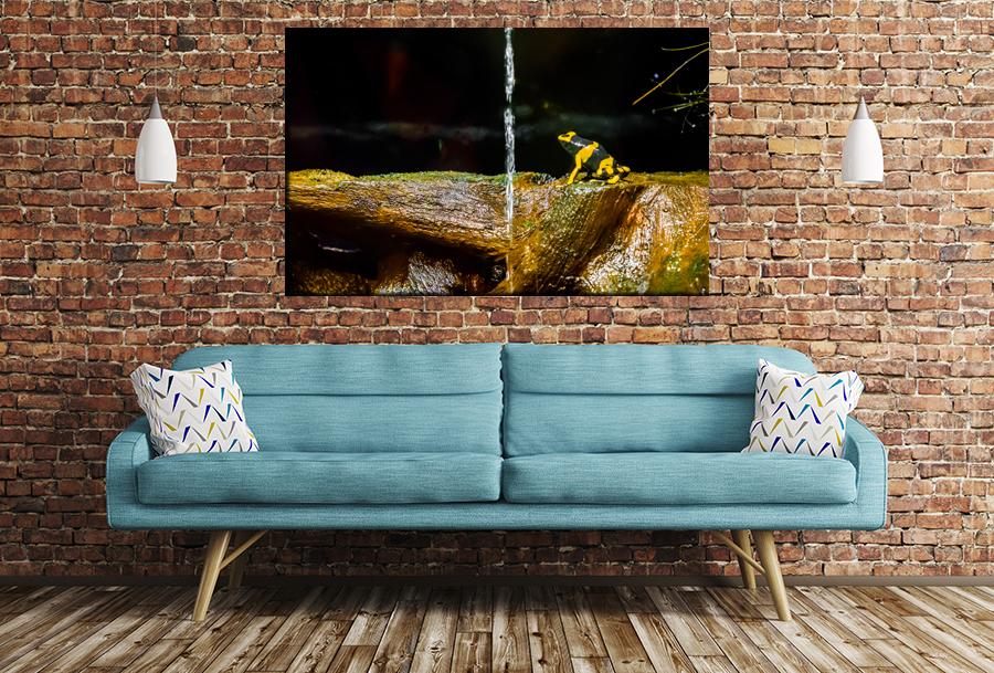 Poison Dart Frog Image Printed Onto A Single Panel Canvas - SPC141 - Art Fever - Art Fever