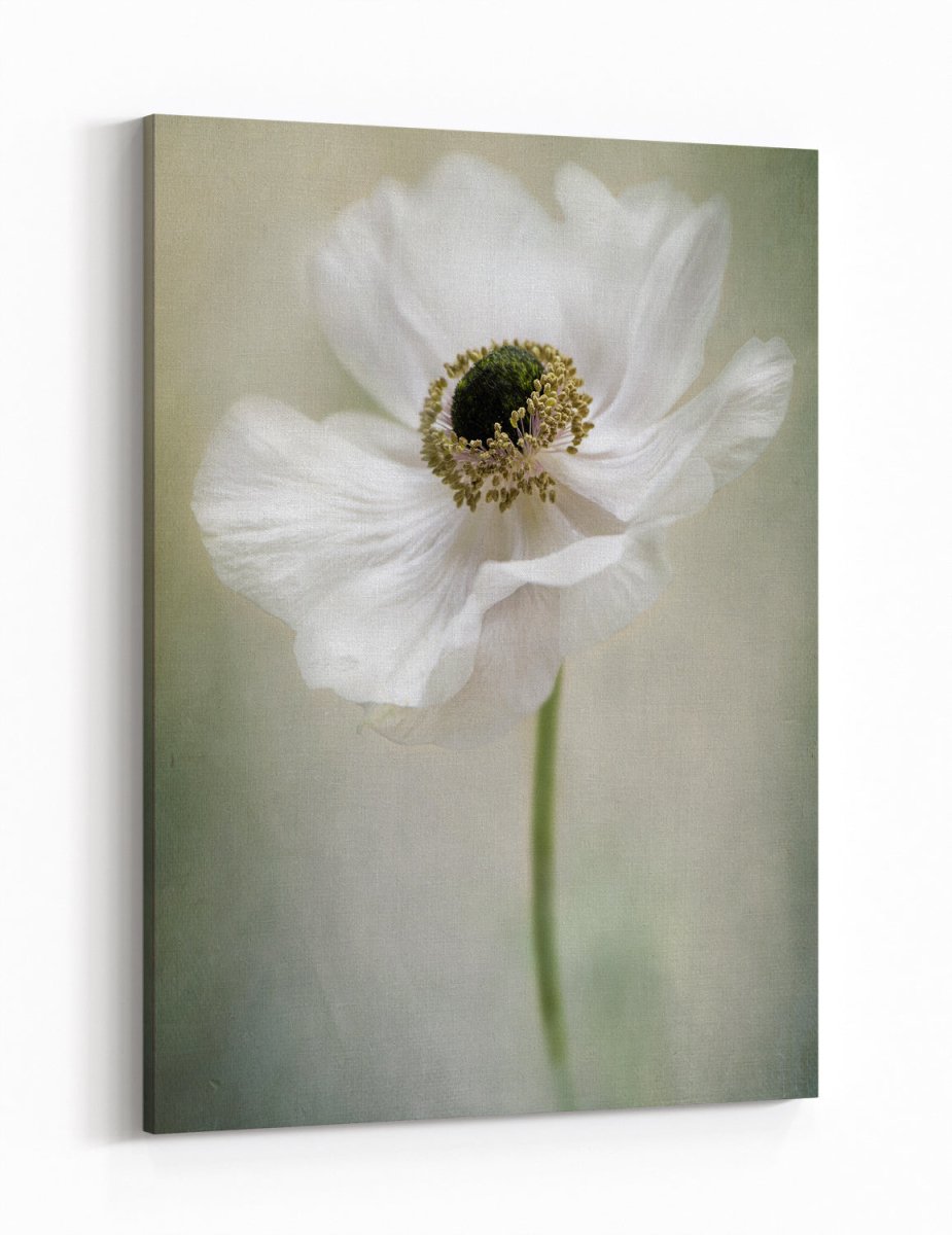 Single White Floral Close Up Canvas Print Wall Art - 1X1481137 - Art Fever - Art Fever