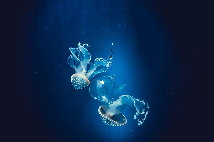 Two Jelly Fish the Sea Printed Picture Photo Roller Blind - Art Fever - Art Fever