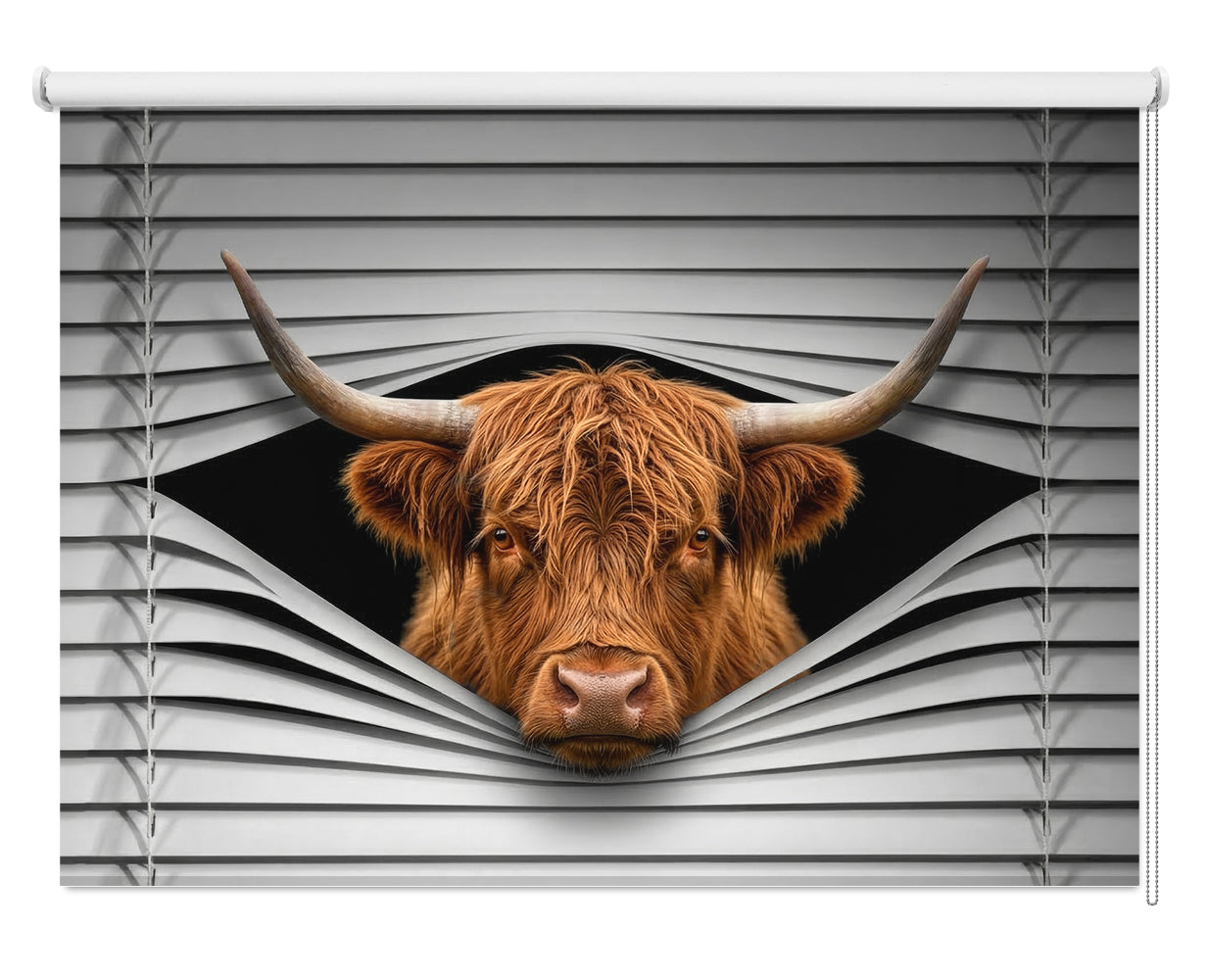The Highland Cow Peeking through the blind Printed Picture Photo Roller Blind - RB1284