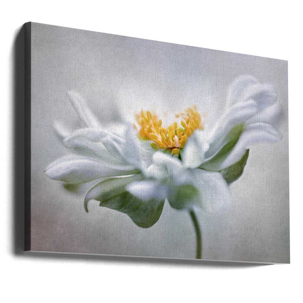 Anemone Floral Art Canvas Print Wall Art 1X1553404 - ART FEVER - Art Fever