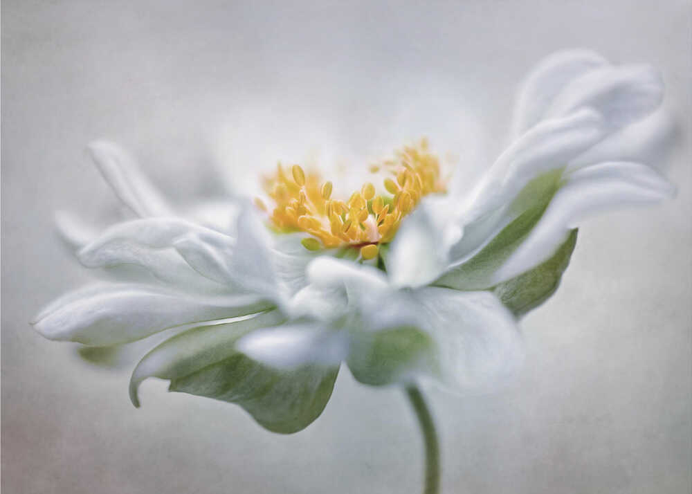 Anemone Floral Art Canvas Print Wall Art 1X1553404 - ART FEVER - Art Fever