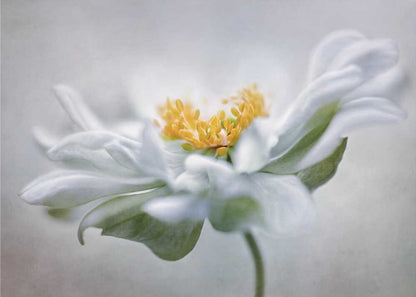 Anemone Floral Art Canvas Print Wall Art 1X1553404 - ART FEVER - Art Fever