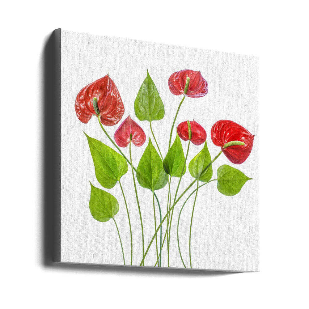 Anthurium Red Floral Canvas Print Wall Art 1X1504894 - ART FEVER - Art Fever