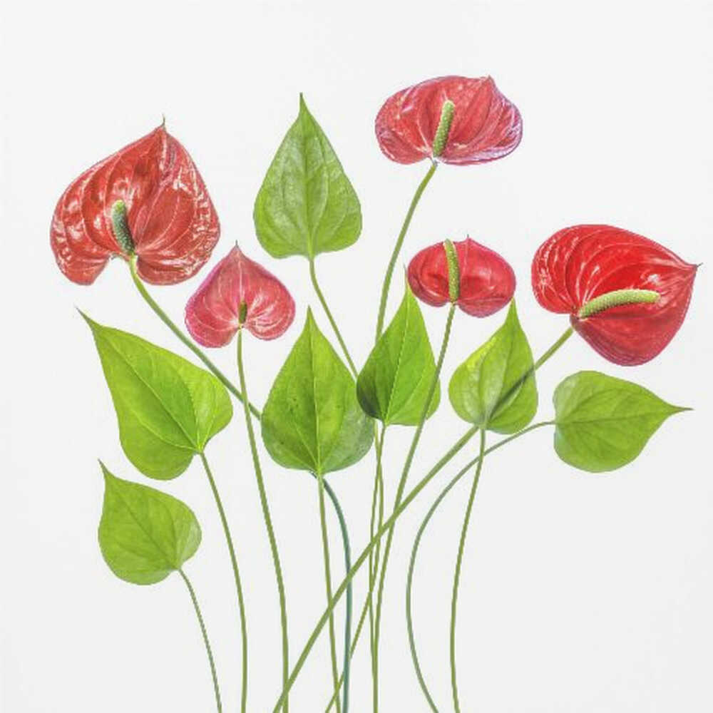 Anthurium Red Floral Canvas Print Wall Art 1X1504894 - ART FEVER - Art Fever