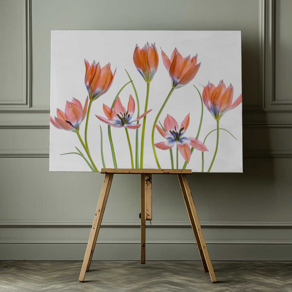 Apricot Tulips Canvas Print Wall Art 1X1325620 - ART FEVER - Art Fever