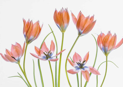 Apricot Tulips Canvas Print Wall Art 1X1325620 - ART FEVER - Art Fever