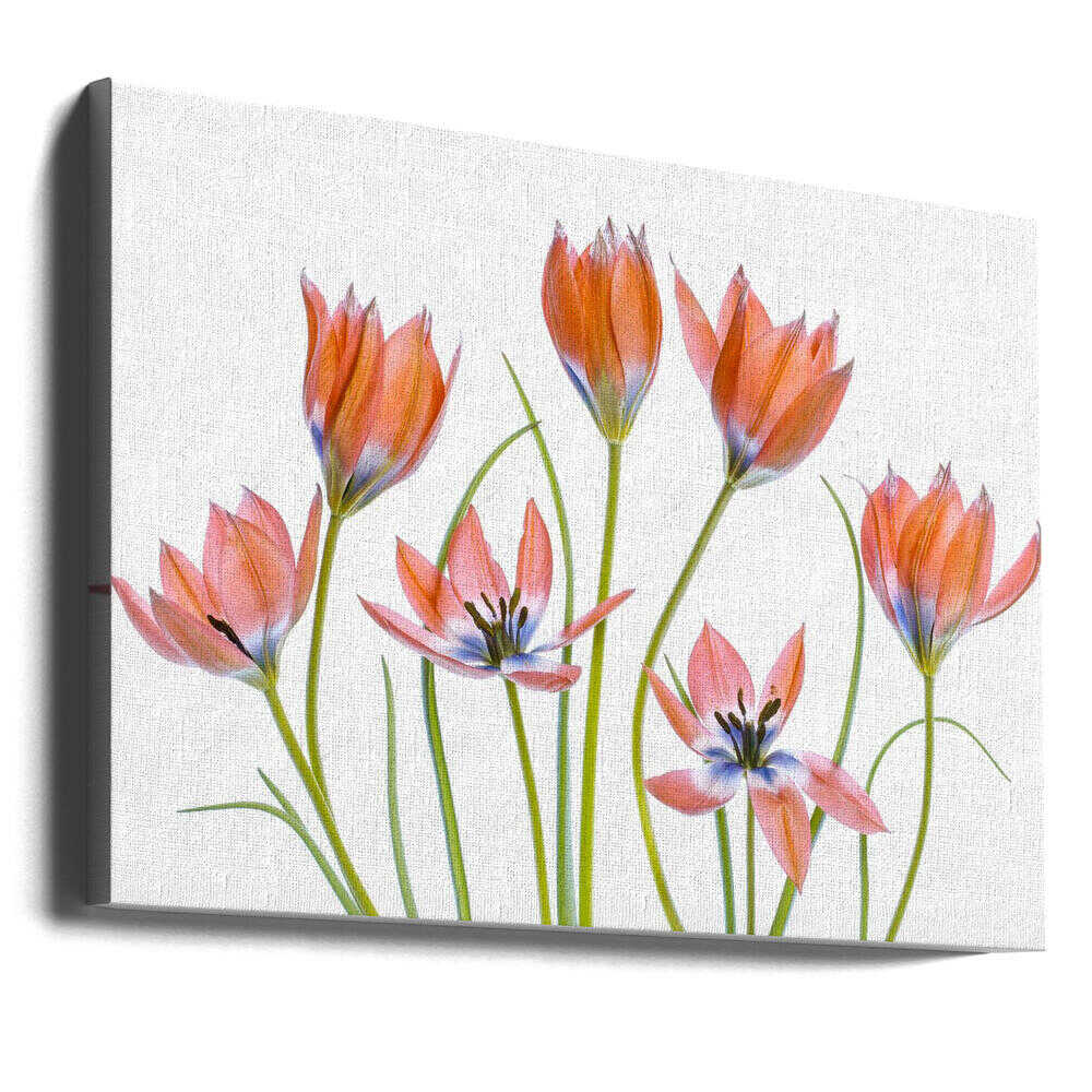 Apricot Tulips Canvas Print Wall Art 1X1325620 - ART FEVER - Art Fever