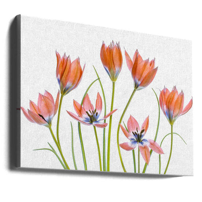 Apricot Tulips Canvas Print Wall Art 1X1325620 - ART FEVER - Art Fever