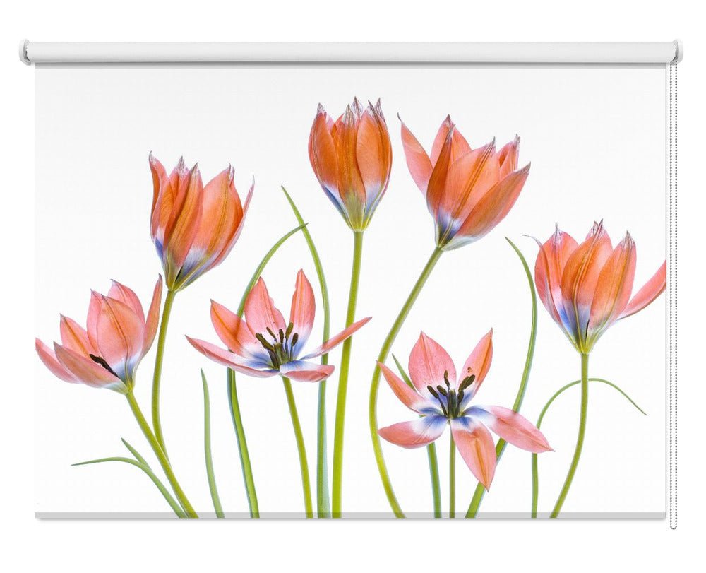 Apricot Tulips Printed Picture Photo Roller Blind - 1X1325620 - Art Fever - Art Fever