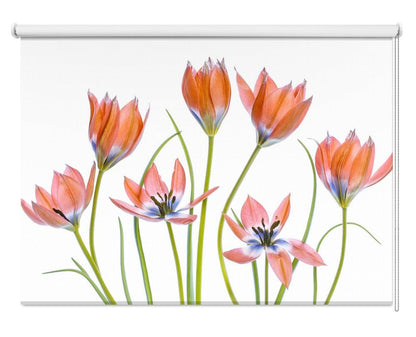 Apricot Tulips Printed Picture Photo Roller Blind - 1X1325620 - Art Fever - Art Fever