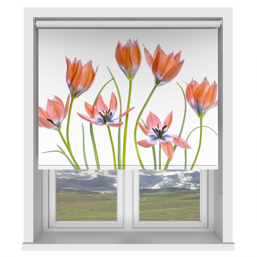 Apricot Tulips Printed Picture Photo Roller Blind - 1X1325620 - Art Fever - Art Fever