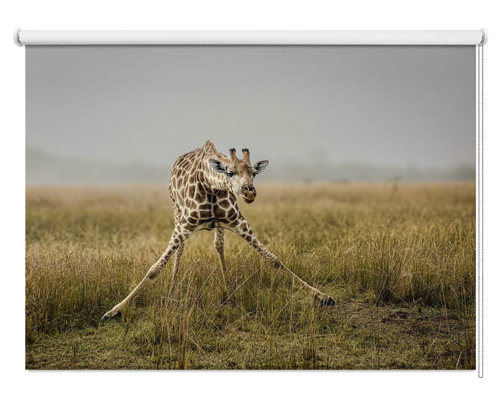 Awkward Giraffe Stretch Printed Roller Blind - 1X3188424