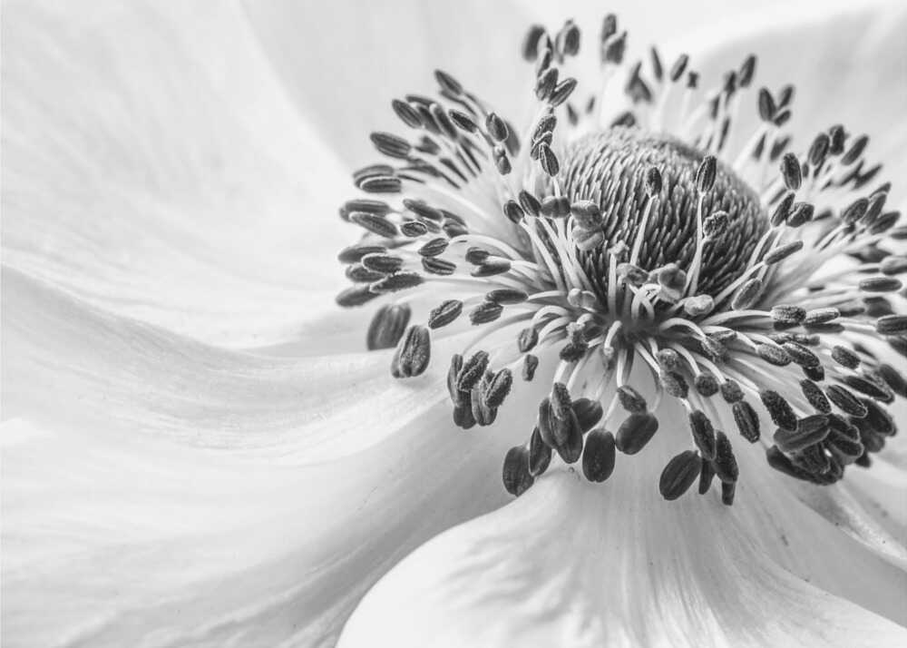 Black White Anemone Canvas Print Wall Art 1X1679848 - ART FEVER - Art Fever