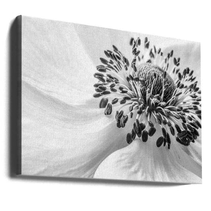 Black White Anemone Canvas Print Wall Art 1X1679848 - ART FEVER - Art Fever