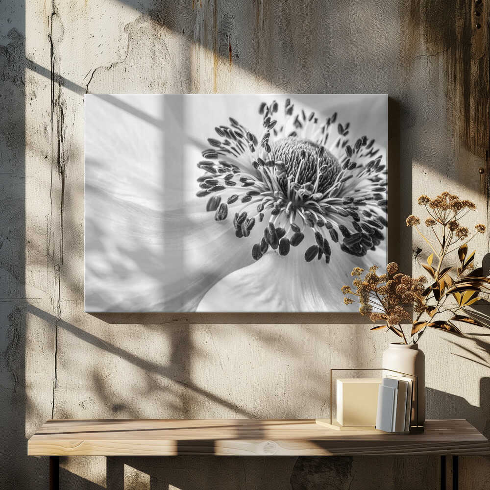 Black White Anemone Canvas Print Wall Art 1X1679848 - ART FEVER - Art Fever
