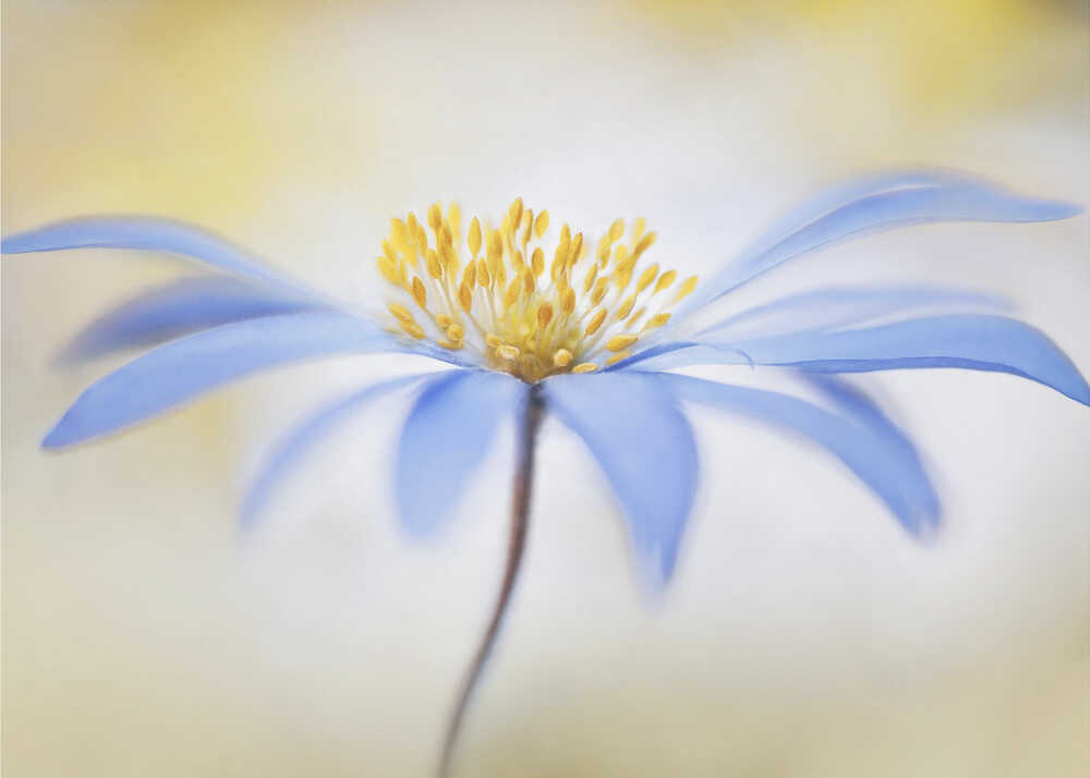 Blue Anemone Canvas Print Wall Art 1X1682308 - ART FEVER - Art Fever