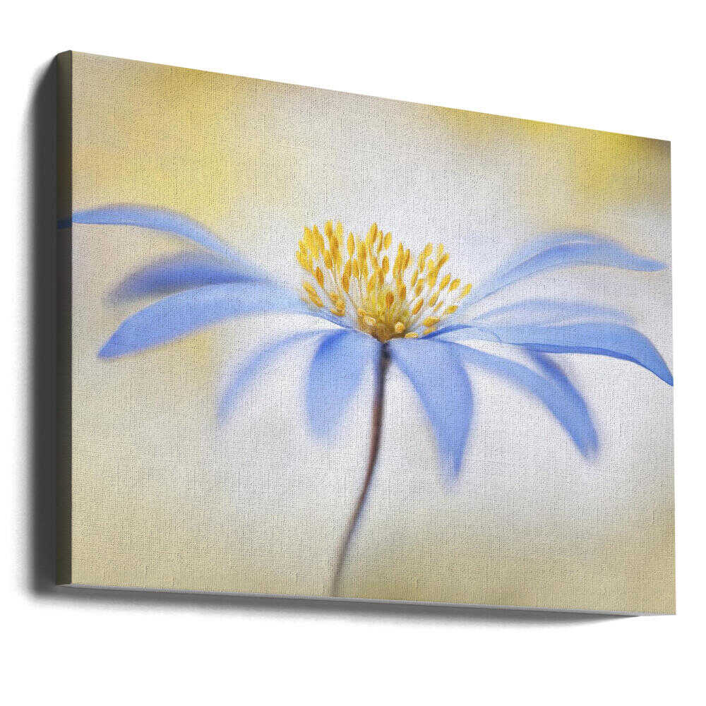 Blue Anemone Canvas Print Wall Art 1X1682308 - ART FEVER - Art Fever