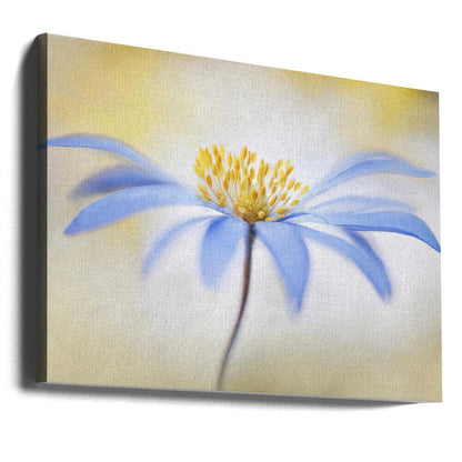 Blue Anemone Canvas Print Wall Art 1X1682308 - ART FEVER - Art Fever