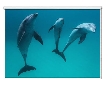 Bottlenose Dolphins Printed Picture Photo Roller Blind - 1X1487805 - Art Fever - Art Fever