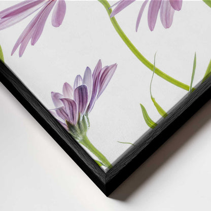 Cape Daisies Canvas Print Wall Art 1X1283281 - ART FEVER - Art Fever