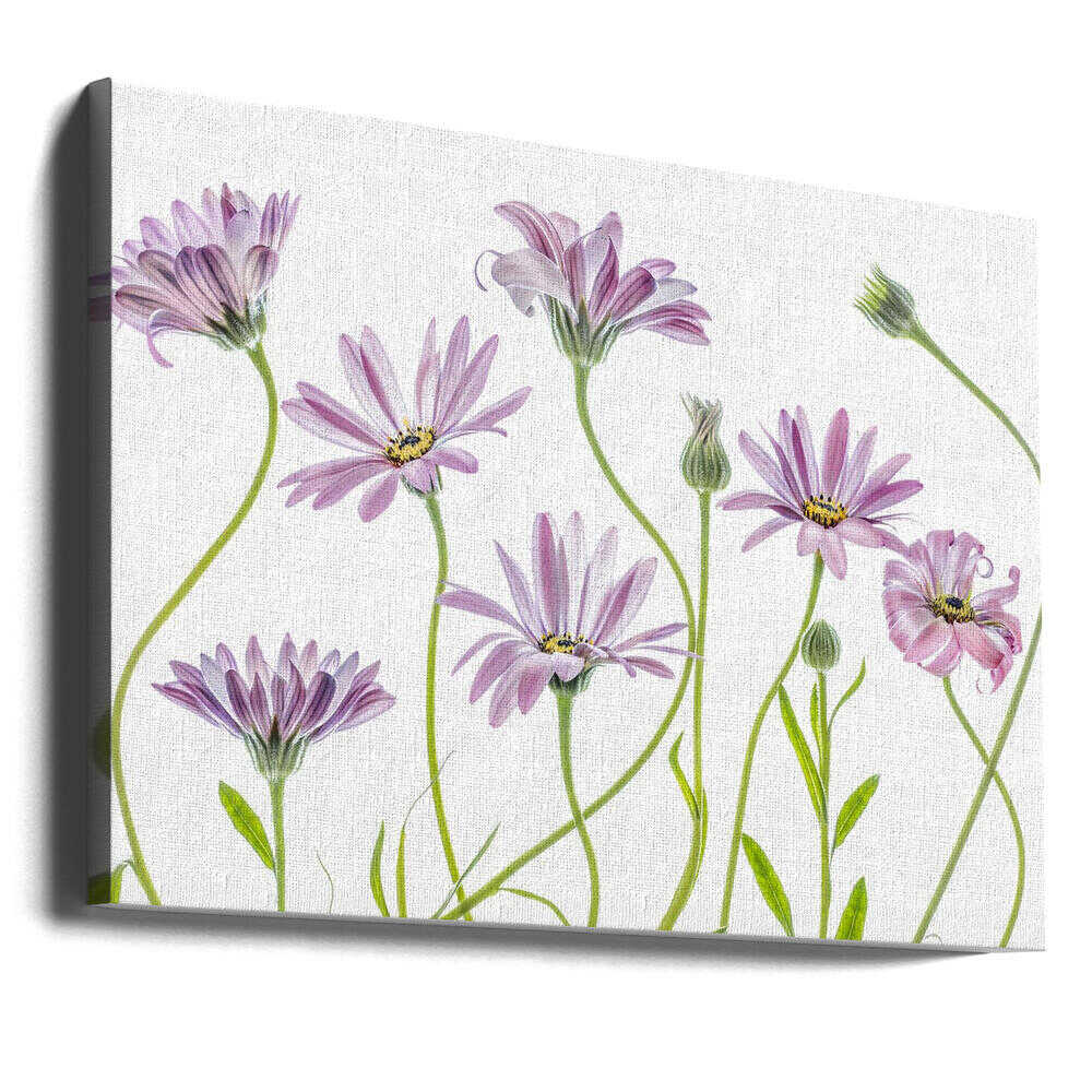 Cape Daisies Canvas Print Wall Art 1X1283281 - ART FEVER - Art Fever
