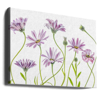 Cape Daisies Canvas Print Wall Art 1X1283281 - ART FEVER - Art Fever