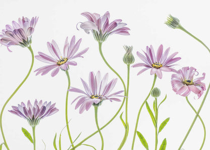 Cape Daisies Canvas Print Wall Art 1X1283281 - ART FEVER - Art Fever