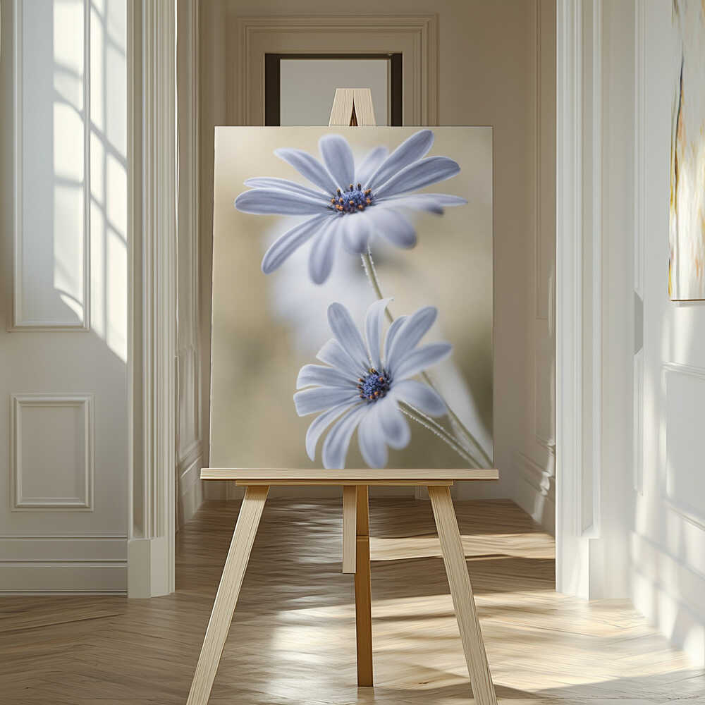 Cape daisies Canvas Print Wall Art 1X767583 - ART FEVER - Art Fever