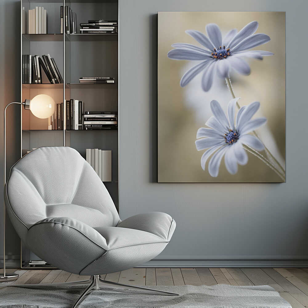 Cape daisies Canvas Print Wall Art 1X767583 - ART FEVER - Art Fever