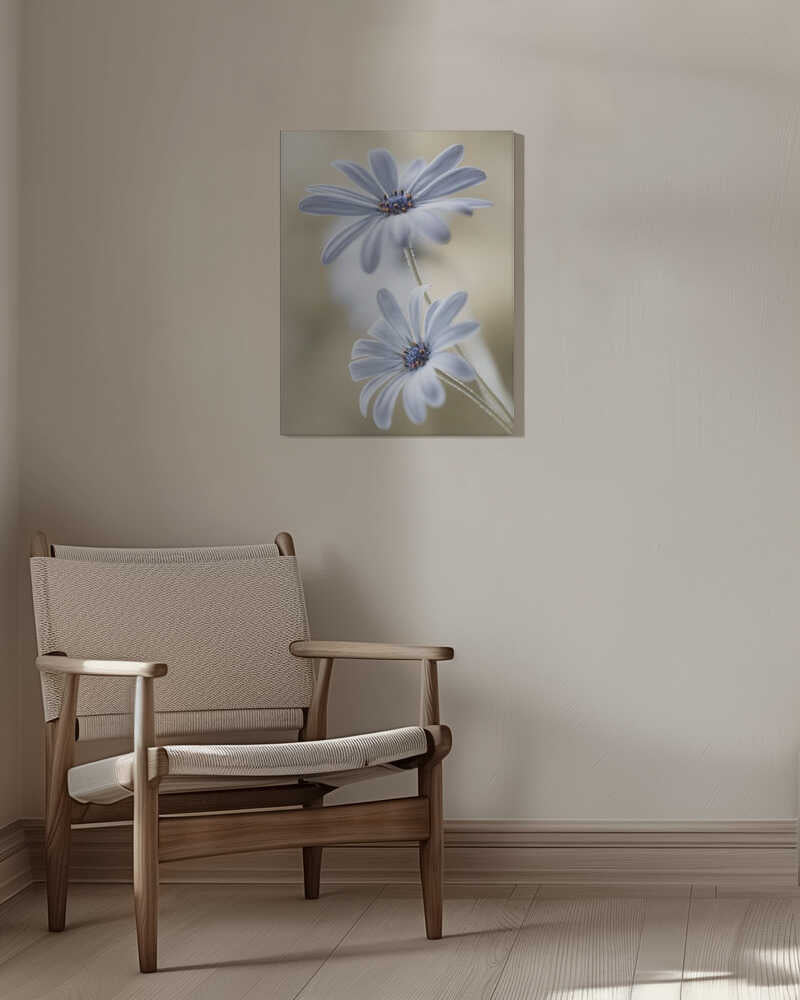 Cape daisies Canvas Print Wall Art 1X767583 - ART FEVER - Art Fever