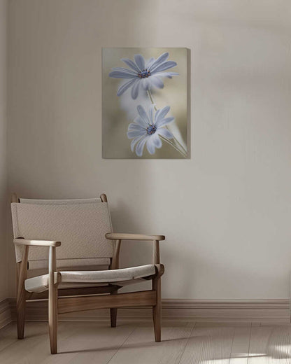 Cape daisies Canvas Print Wall Art 1X767583 - ART FEVER - Art Fever