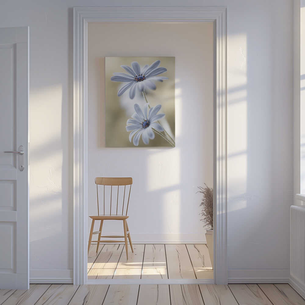 Cape daisies Canvas Print Wall Art 1X767583 - ART FEVER - Art Fever