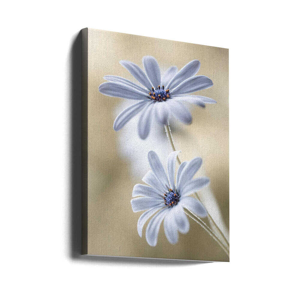 Cape daisies Canvas Print Wall Art 1X767583 - ART FEVER - Art Fever