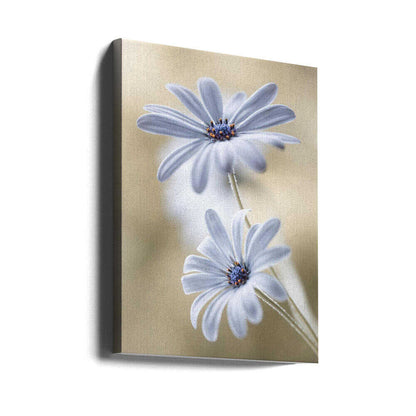 Cape daisies Canvas Print Wall Art 1X767583 - ART FEVER - Art Fever