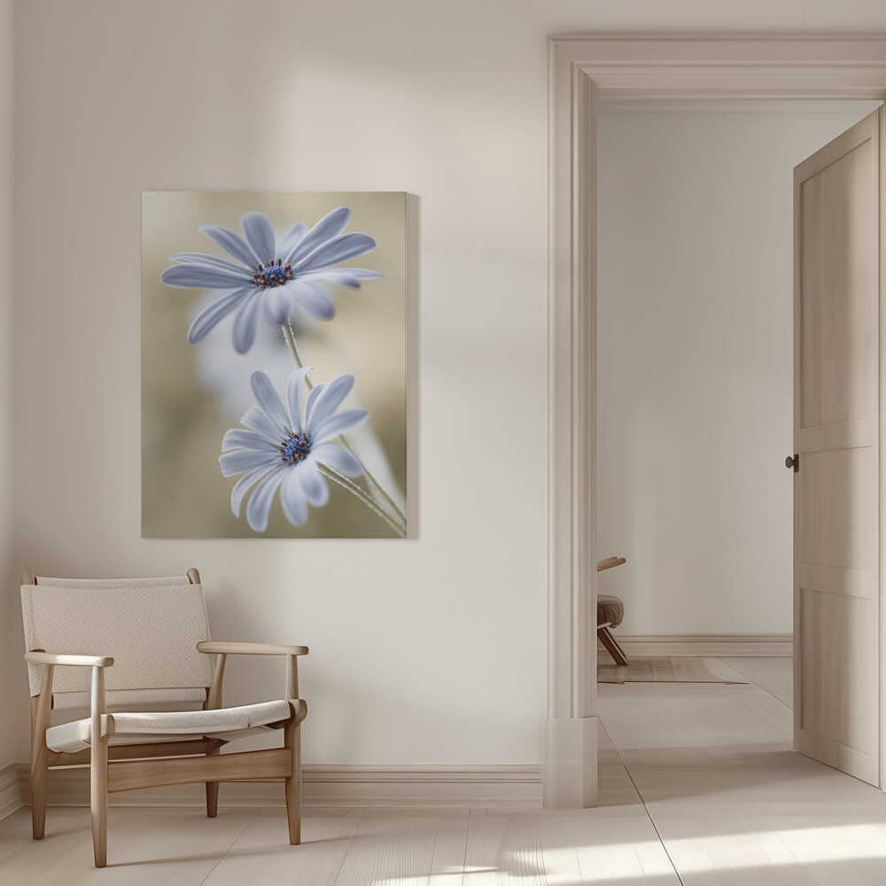 Cape daisies Canvas Print Wall Art 1X767583 - ART FEVER - Art Fever