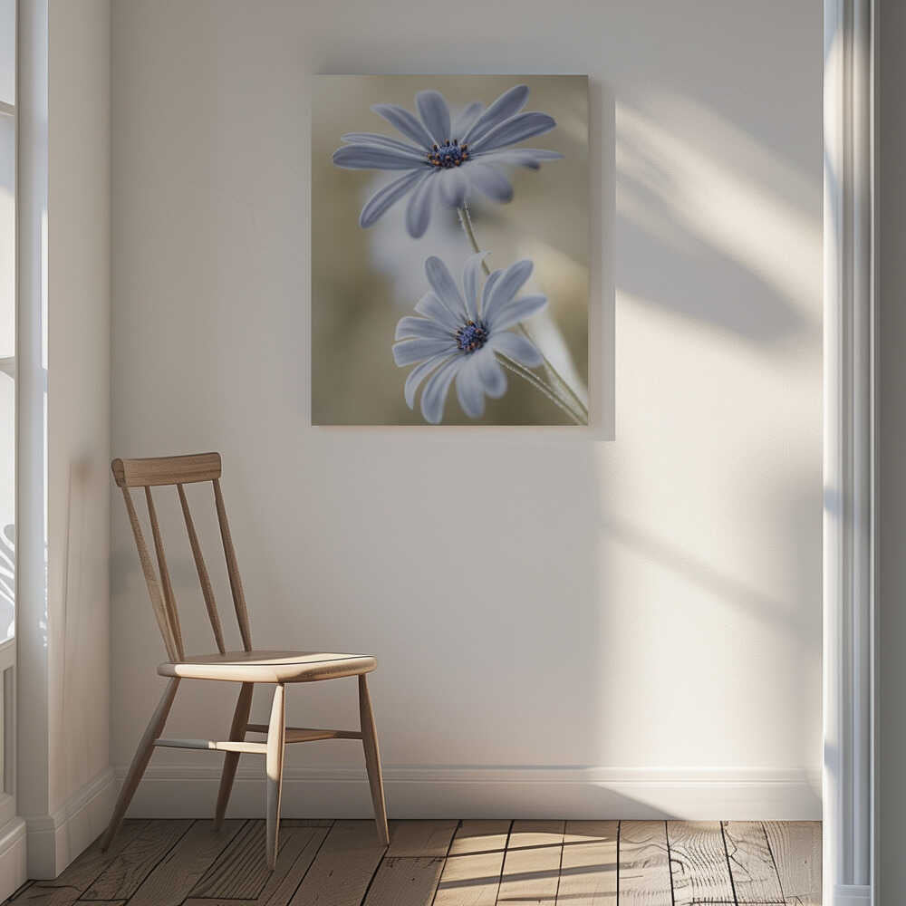 Cape daisies Canvas Print Wall Art 1X767583 - ART FEVER - Art Fever